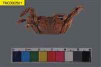 藏品(萬歲大眼蟹)的圖片